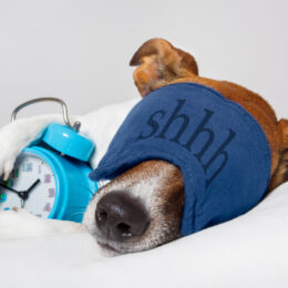 Dog sleeping with alarm clock and sleeping mask