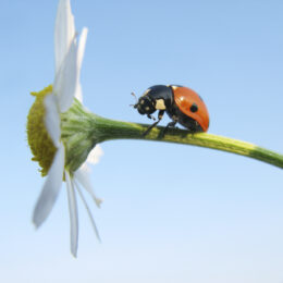 resilient ladybug climbing up daisy