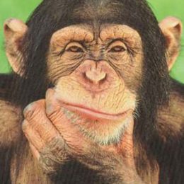 Monkey image provides metaphors for negative self-talk and the need for positive self-talk