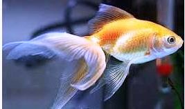 Picture of a goldfish - it is possible to grow old and be healthy and playful