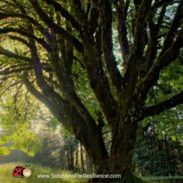 old tree