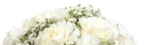 white carnations for Mother's Day 